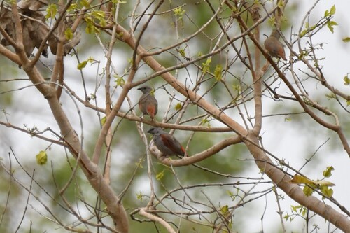 Red-winged Pytilia (Pytilia phoenicoptera), photo 9