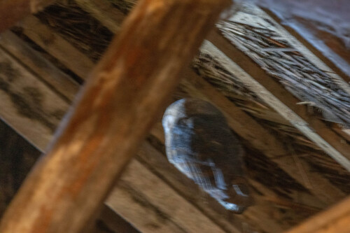 Kerkuil observed by kjhijlkema