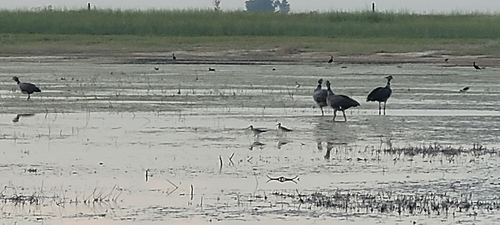 Southern Screamer (Chauna torquata), photo 9