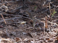 Latastia longicaudata