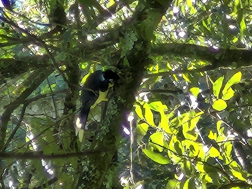 Plush-crested Jay (Cyanocorax chrysops), photo 3