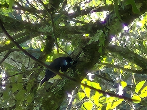 Plush-crested Jay (Cyanocorax chrysops), photo 4