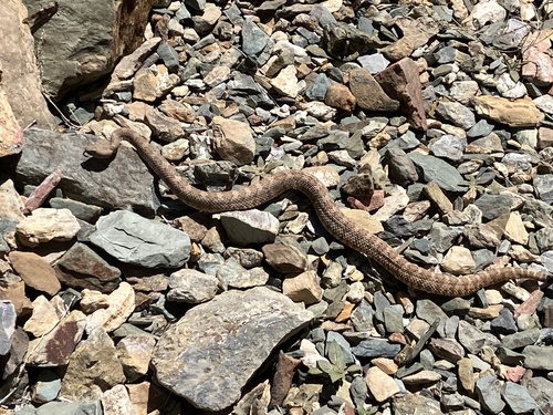iNaturalist observation photo of Panamint Rattlesnake