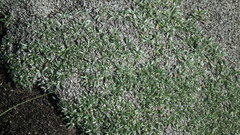 Helichrysum praecurrens