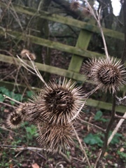 Arctium lappa