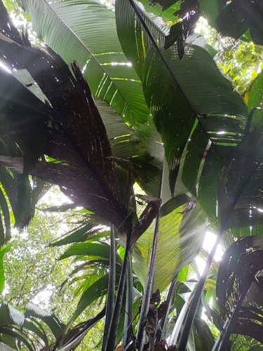 Monkey Cap Palm (Manicaria saccifera)