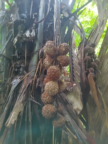Manicaria saccifera, photograph 5