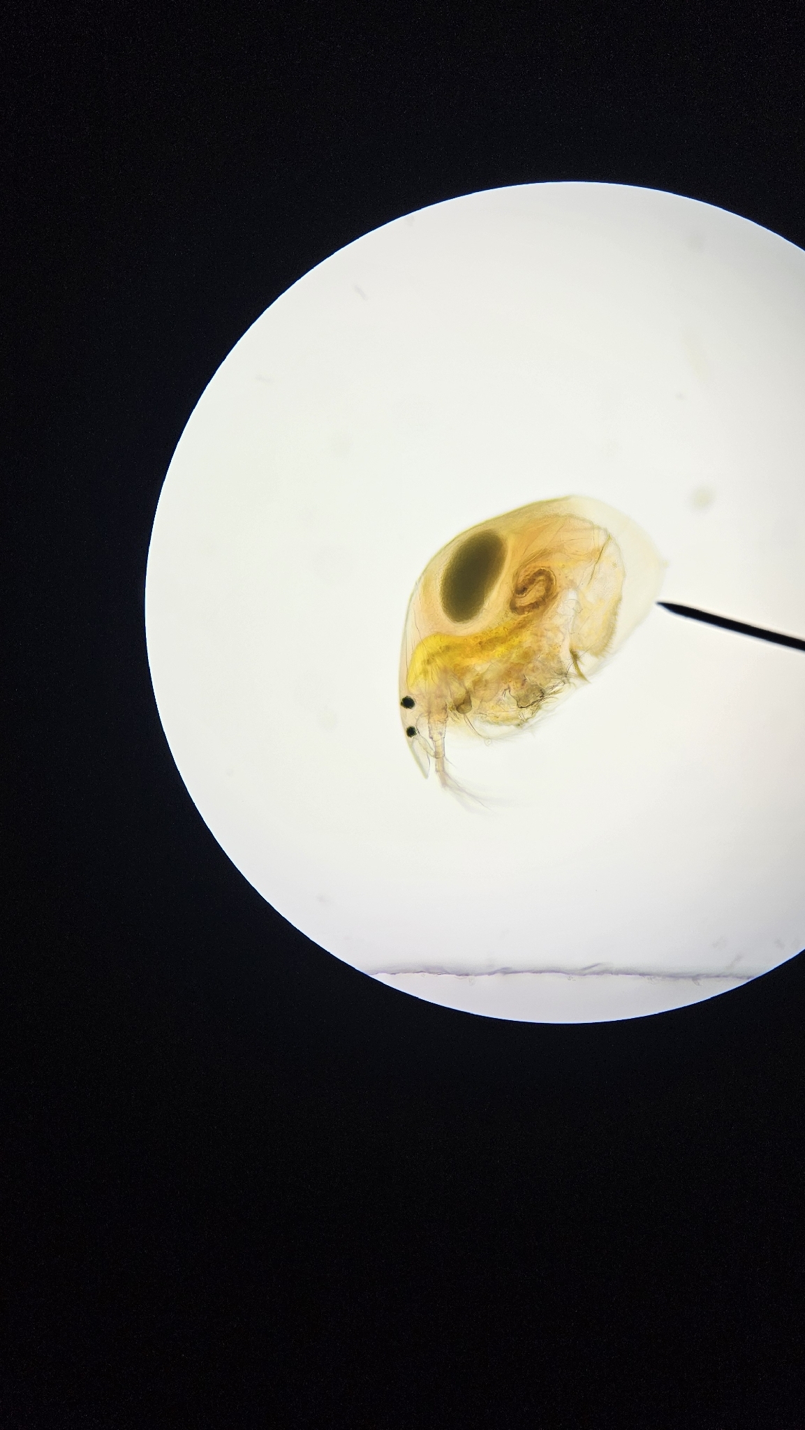 Alona affinis (Leydig, 1860)