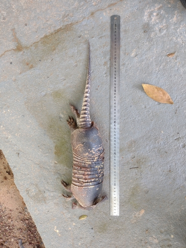 Tatu-galinha observed by edson_guilherme