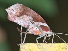 Pterochroza ocellata