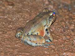 Leptodactylus knudseni