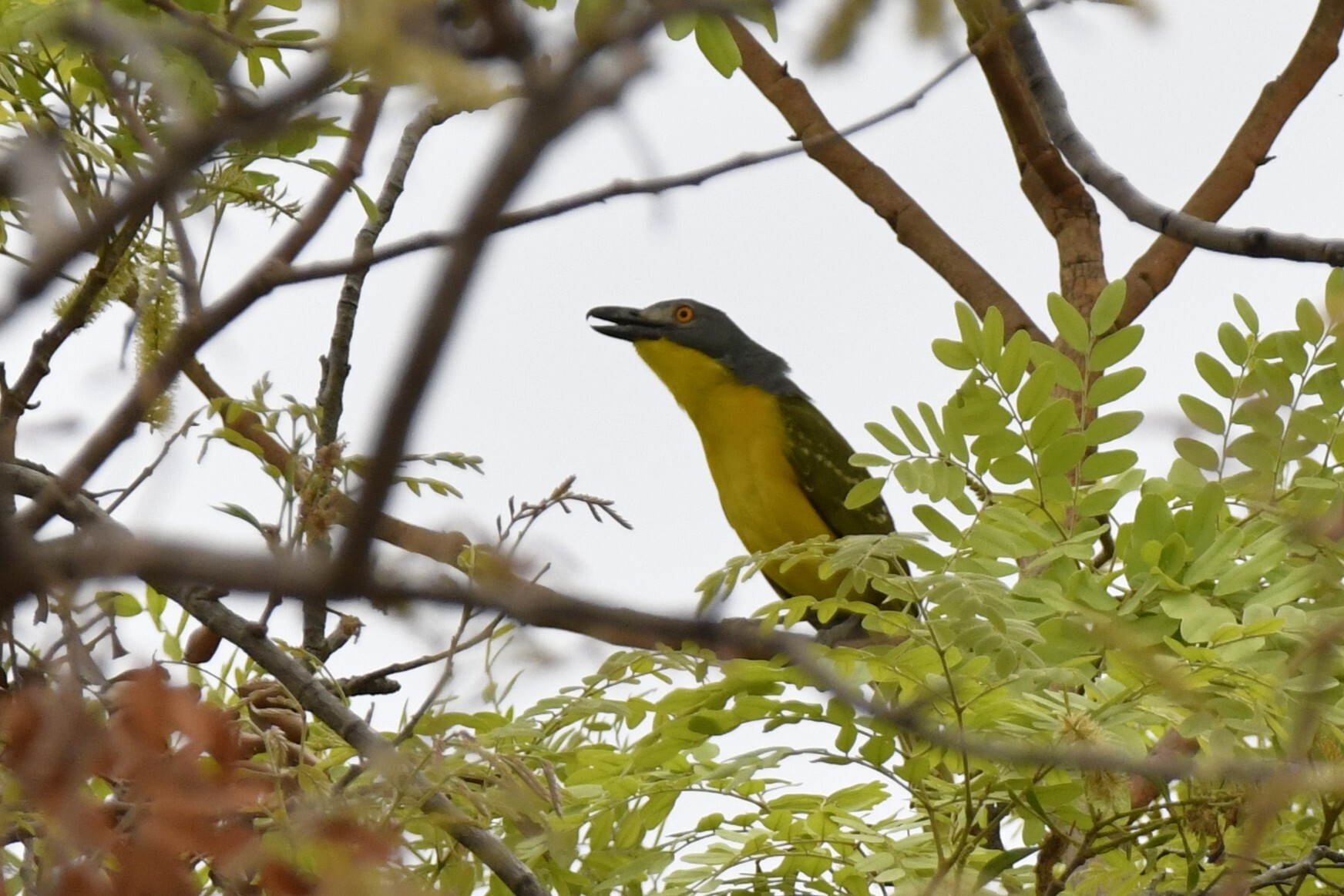 Grey-headed Bushshrike (Malaconotus blanchoti), photo 4