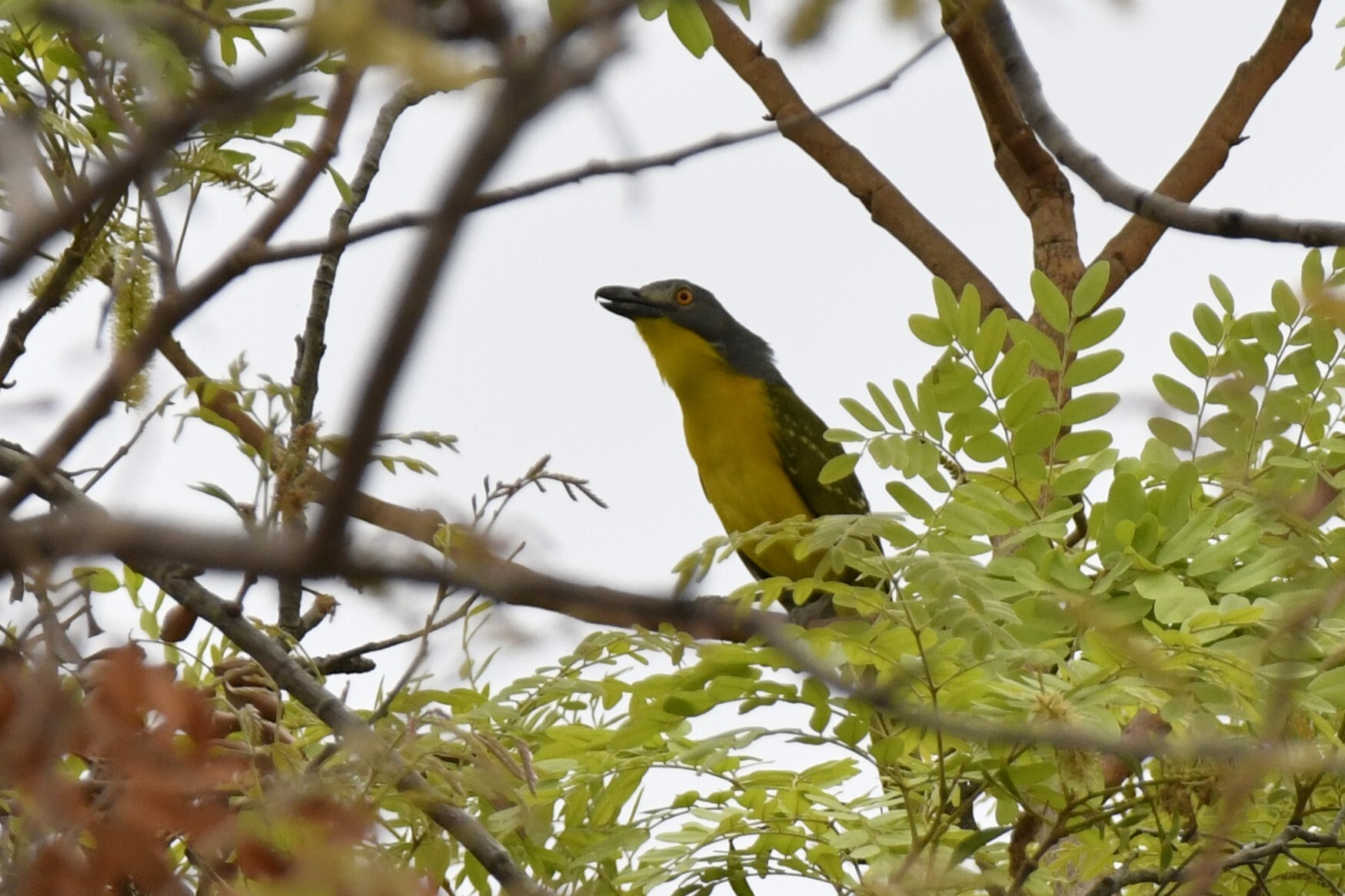 Grey-headed Bushshrike (Malaconotus blanchoti), photo 5