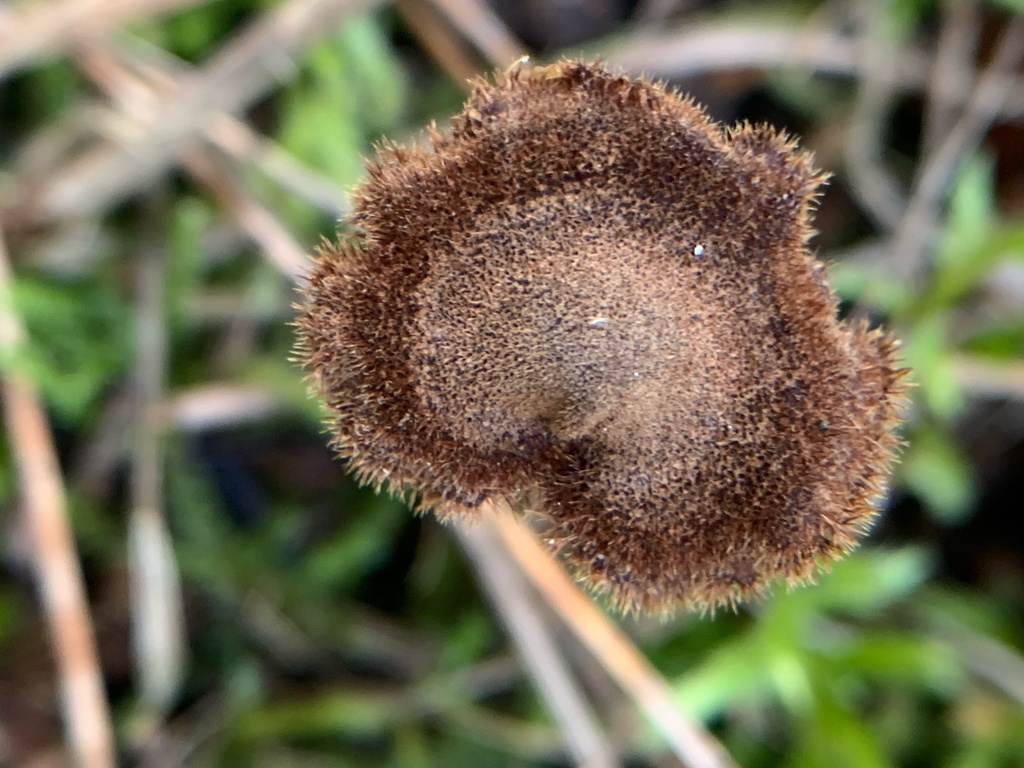 Auriscalpium vulgare · January 2026 · photo: © manuela9012 (iNaturalist, cc-by)