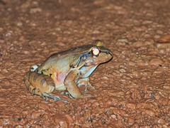 Leptodactylus knudseni
