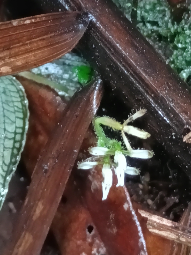 Microchilus pumilus