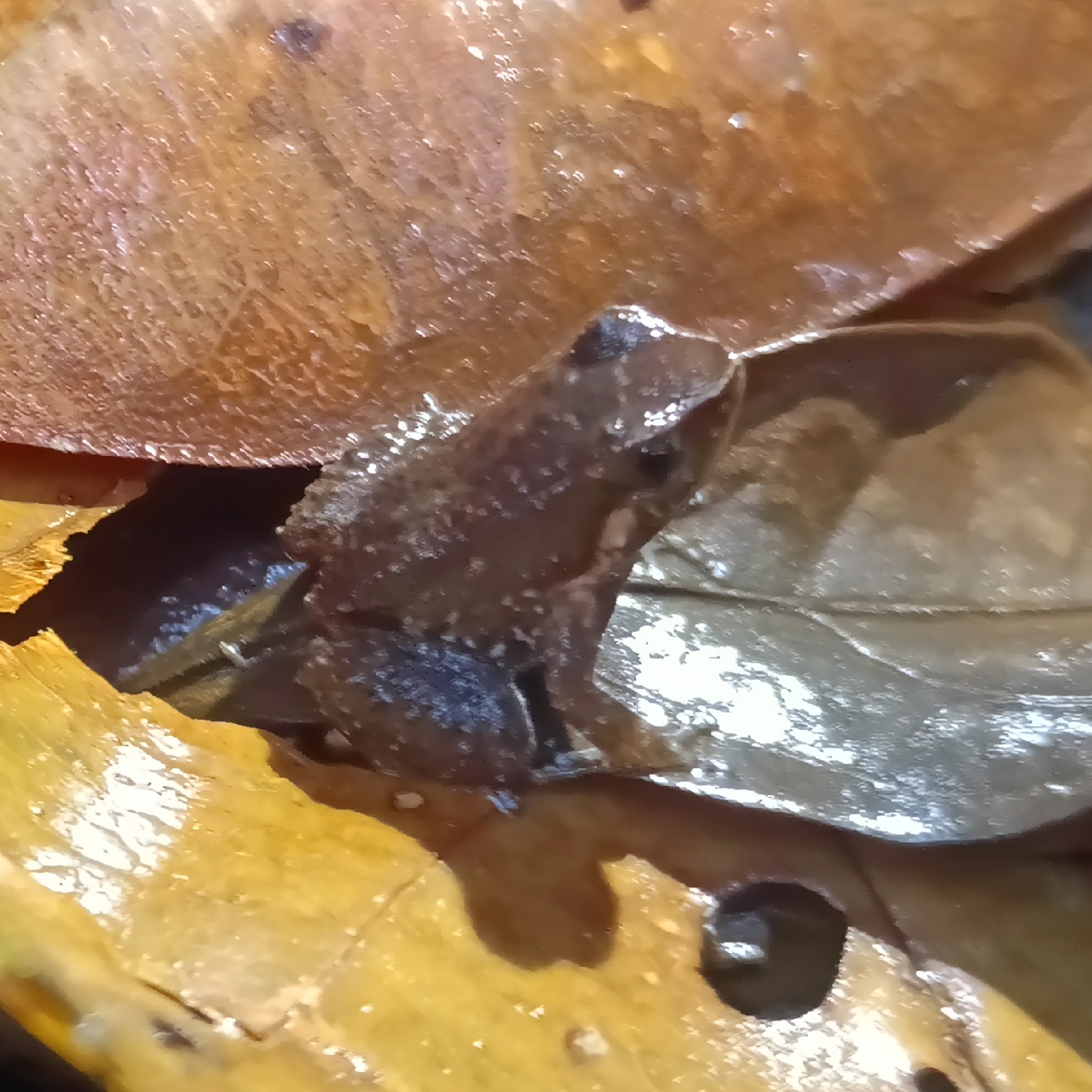 Anomaloglossus blanci Fouquet, Vacher, Courtois, Villette, Reizine, Gaucher, Jairam, Ouboter & Kok, 2018