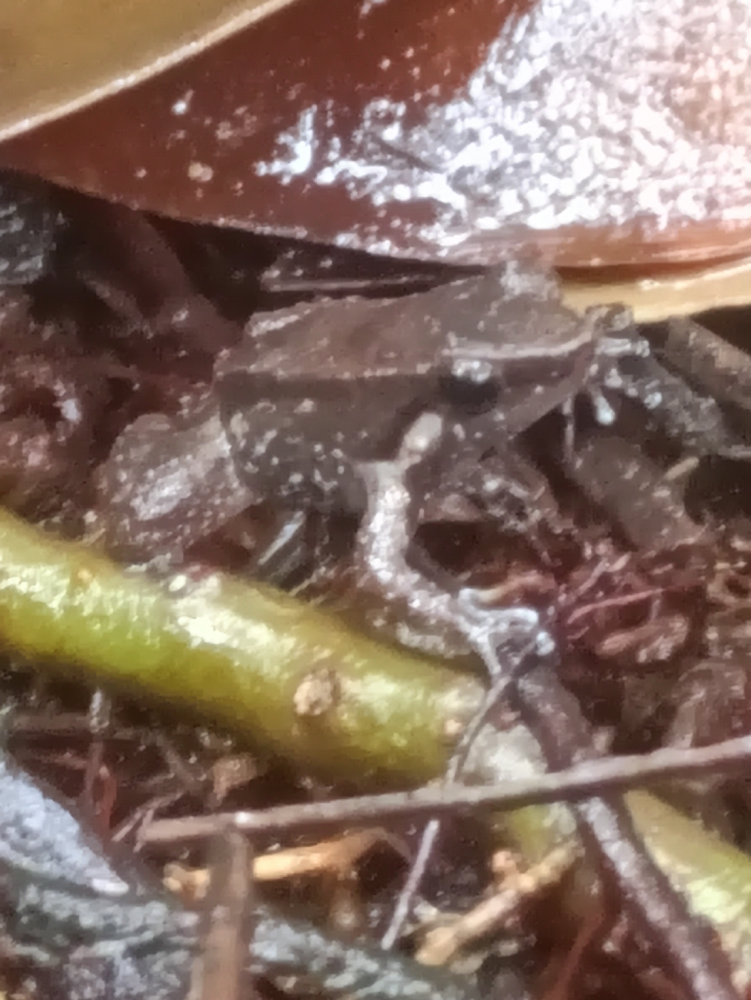 Anomaloglossus blanci Fouquet, Vacher, Courtois, Villette, Reizine, Gaucher, Jairam, Ouboter & Kok, 2018