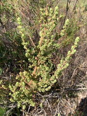 Cliffortia polygonifolia