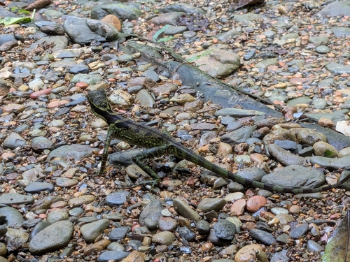 Gonocephalus grandis