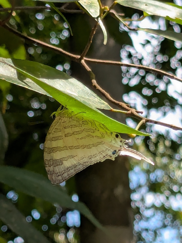 White Imperial (Neomyrina nivea)
