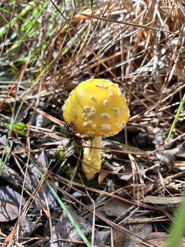 Amanita muscaria, 2026-01-13