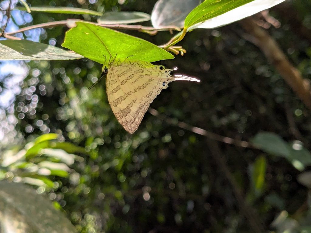 White Imperial Butterfly (Neomyrina nivea)