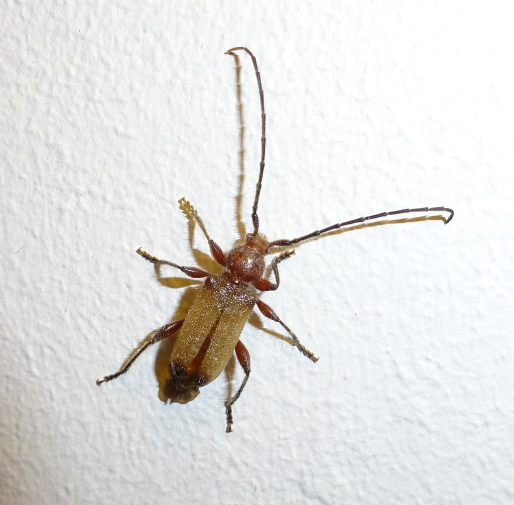 Callidiellum villosulum