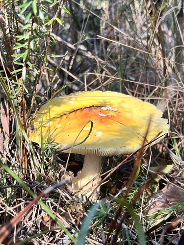 Amanita muscaria, 2026-01-13