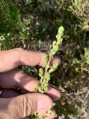 Cliffortia polygonifolia