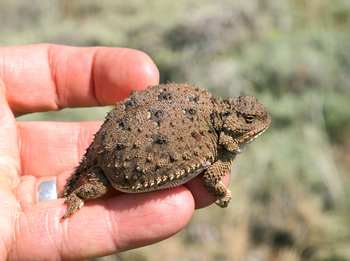 Pygmy Short-horned Lizard