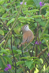 Cantorchilus modestus