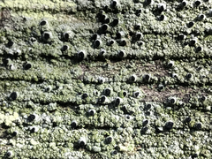 Pseudothelomma occidentale