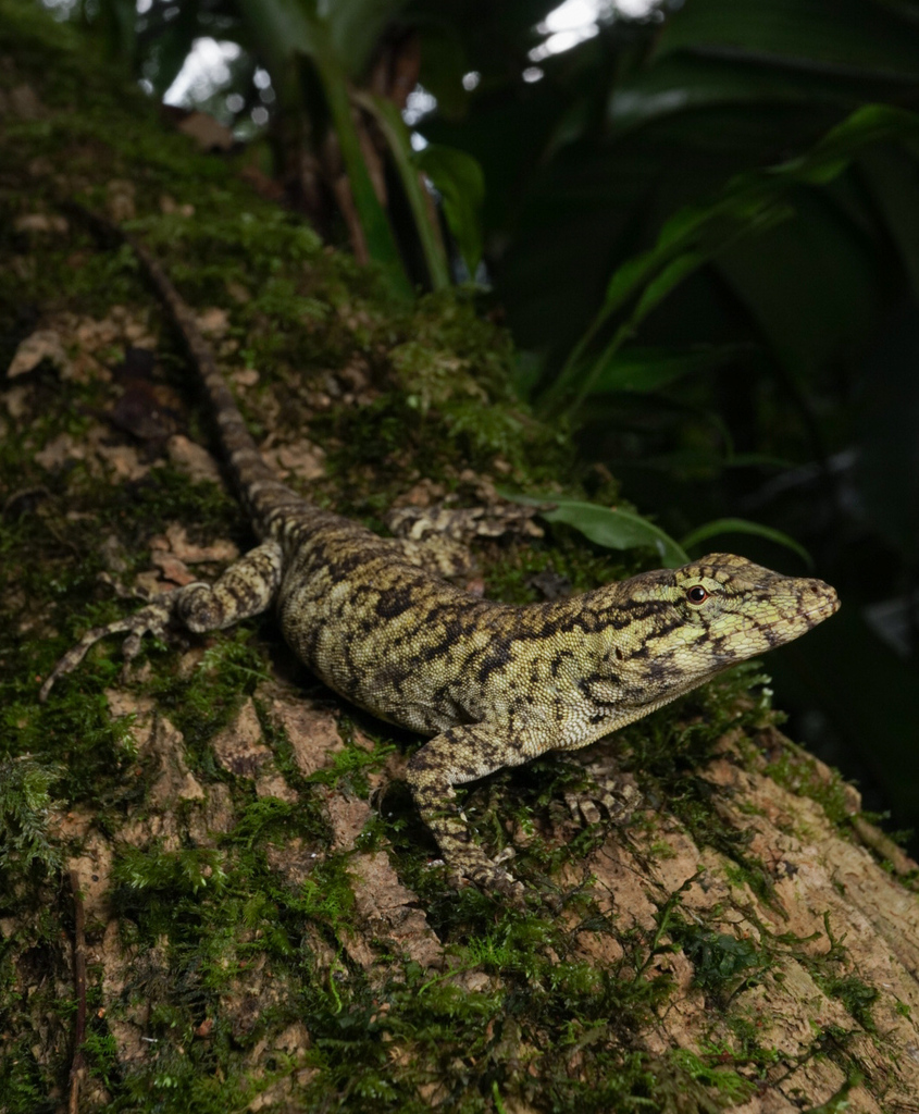 Peters' Anole