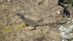 Pseudocordylus subviridis