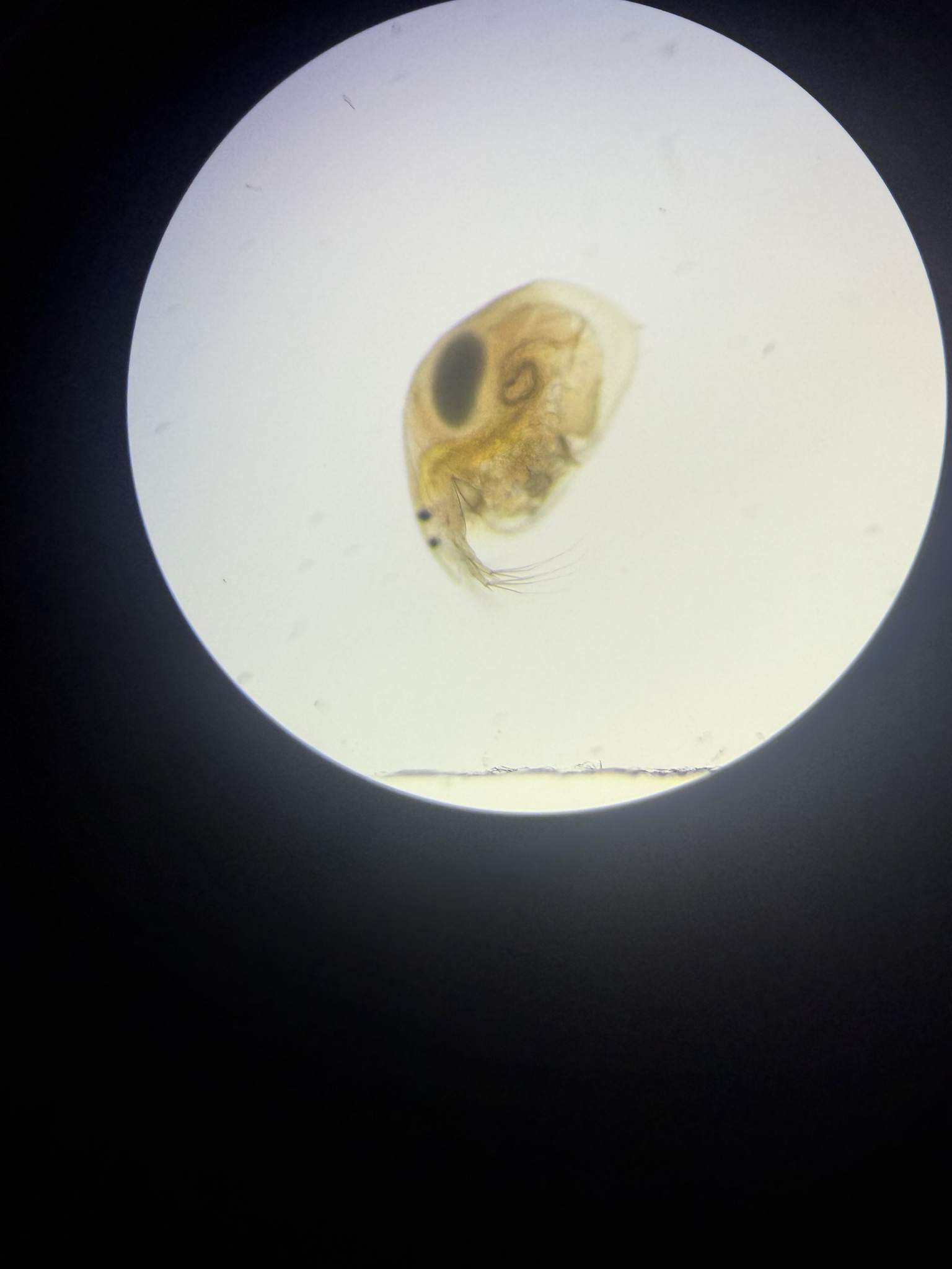 Alona affinis (Leydig, 1860)