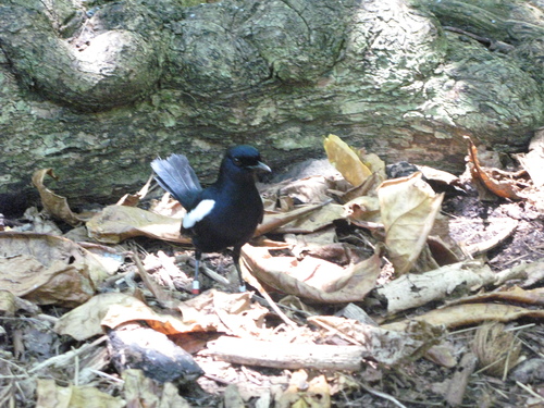 iNaturalist image