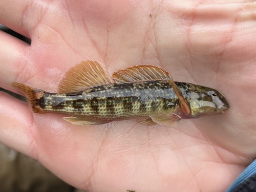 Swannanoa darter (Etheostoma swannanoa) — Percidae — 3
