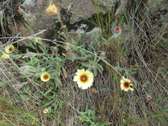 Fairy moss (Hispidella)