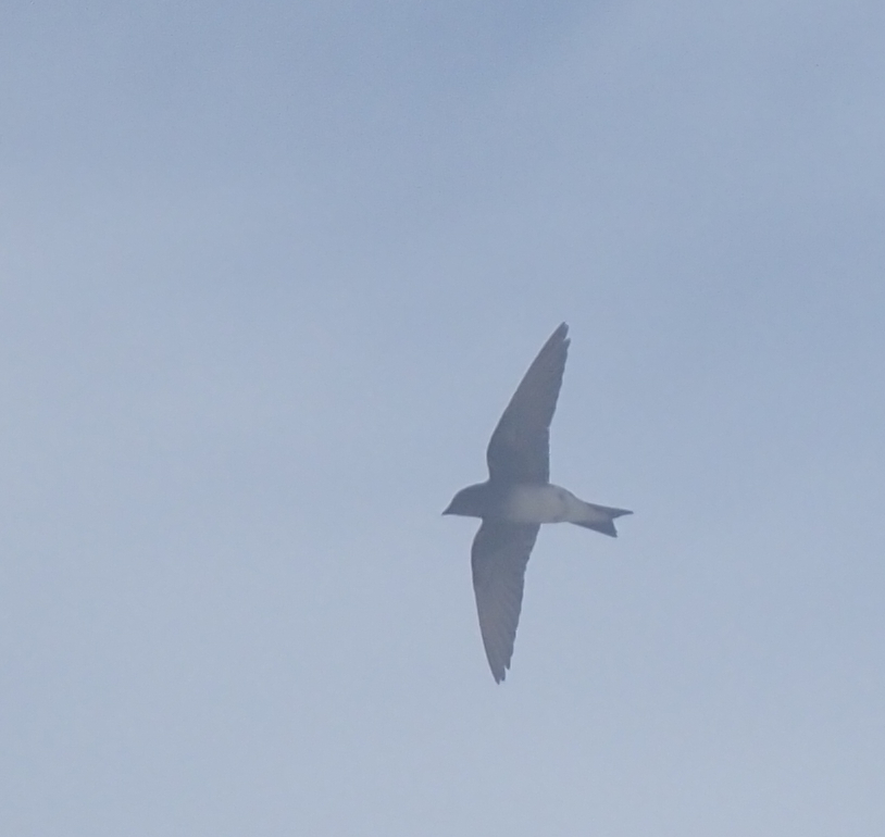 Grey-breasted Martin (Progne chalybea), photo 5
