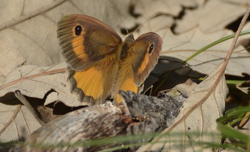False Meadow Brown