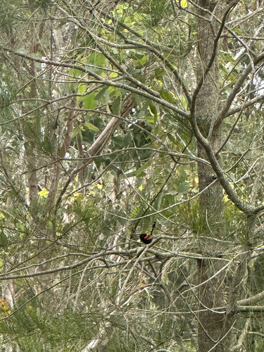 Red-backed Fairywren (Malurus melanocephalus), photo 4