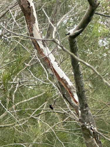 Red-backed Fairywren (Malurus melanocephalus), photo 5