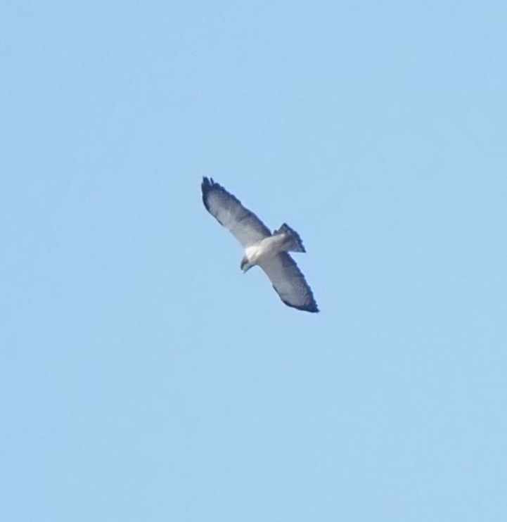 Short-tailed Hawk (Buteo brachyurus), photo 5