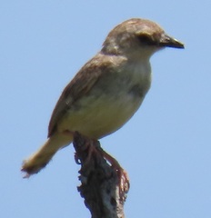 Cisticola natalensis