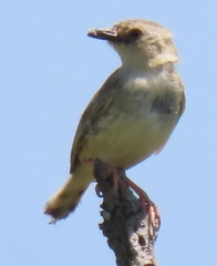 Cisticola natalensis