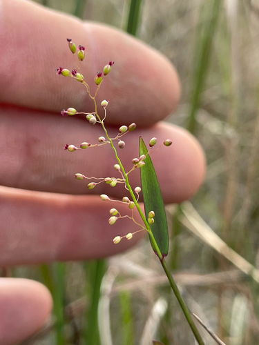 Dichanthelium caerulescens, 2026-01-14
