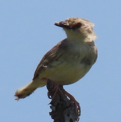 Cisticola natalensis