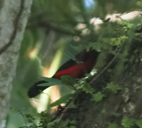 Crimson-backed Tanager (Ramphocelus dimidiatus), photo 3
