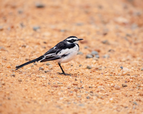 iNaturalist: (c) Nicole Brooker, some rights reserved (CC BY-NC), uploaded by Nicole Brooker iNaturalist image